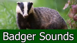 Badger Sounds amp Pictures  The Scream Of a Badger Learn the sound a Badger makes [upl. by Ycat844]