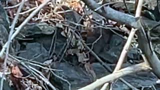 Mink along the Schuylkill River [upl. by Boyce773]