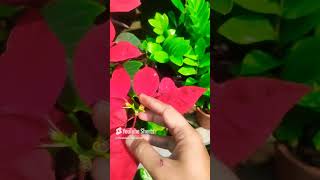 Poinsettia care tips gardencenterlife gardencenter garden poinsettias plantstore flowersviral [upl. by Keeler]