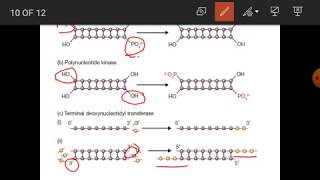 DNA Manipulative Enzyme [upl. by Eahc]