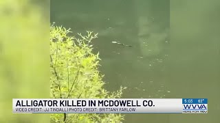 Alligator reportedly killed in McDowell County [upl. by Retxab]