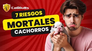 7 Problemas que Provocan que los Cachorritos Recien Nacidos Pierdan la Vida [upl. by Ikila]