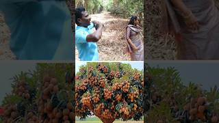 இதுக்குதான் வெட்டுறாங்களா pruning kavaathu [upl. by Ardnajela]