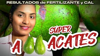 Así pasé de la caída prematura de frutos a la más abundante cosecha de aguacates en sólo un mes [upl. by Hew443]