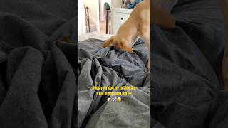 PUPPY AND HIS BONE cutevideos funnyvideo dogbone [upl. by Seabrooke]