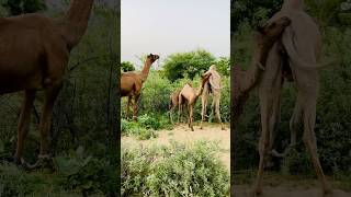 Camels and the Desert Wind  الجمال والرياح الصحراويةshorts الجمال Camels camellife camelsvideo [upl. by Apeed]