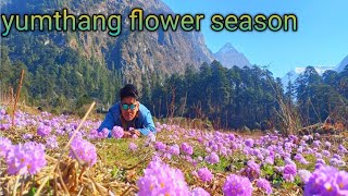 yumthang valley flower 🌼 season  ZEROPOINT  YUMTHANG FLOWER VALLEY [upl. by Oniger]