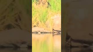 Crocodile Spotted while fishing crocodile fishing trending youtubeshorts wildlife [upl. by Marva]