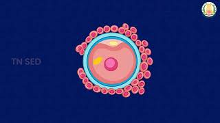 Reproduction in Organisms I 12 I Zoology I Sexual reproductionPaedogamy MerogamyIsogamyAnisogamy [upl. by Leary]