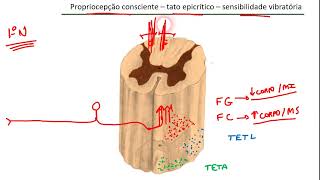 Vias aferentes gerais Tato epicrítico propriocepção consciente sensibilidade vibratória [upl. by Uos404]