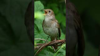 Compilation of Nightingale Sounds [upl. by Ineslta568]