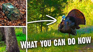 How To Increase Turkey Numbers on Your Property 796 [upl. by Arly]