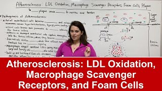 Lipoproteins kya hai Meaning types examples functions  Chylomicrons  VLDL  LDL  HDL [upl. by Ojeibbob]