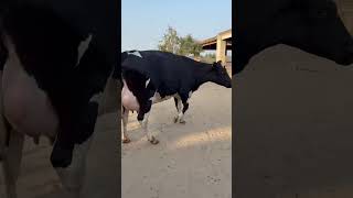 Jersey feresion cross cow for sale in Pakistan [upl. by Cacka]