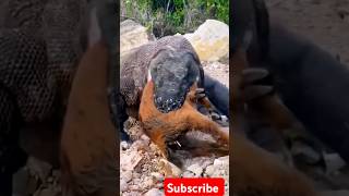 Comodo dragon swallow whole goat shorts animals [upl. by Siuoleoj]