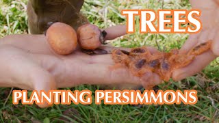 How To Plant Persimmon Trees [upl. by Nirret320]