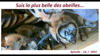 Suis la plus belle des abeillesapiculteurlesabeillesdefred07apicultureabeille [upl. by Isak5]