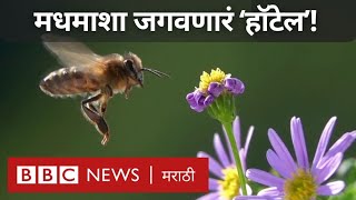 Conservation  Earth साठी Honeybees आहेत महत्त्वाच्या त्यांना जगण्यासाठी काम करतं हे Hotel [upl. by Anabelle]