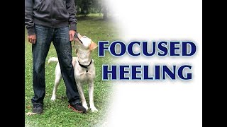 Dog Training Tips Intermediate Heeling [upl. by Laubin]