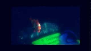 P Sherman 42 Wallaby Way Sydney  Dory Finding Nemo 2003 [upl. by Darken914]