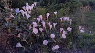 Time lapse of dozens of Datura wrightii blooming [upl. by Garek336]