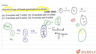 Oenothera type of female gametophyte is always [upl. by Naivart]