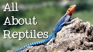 All About Reptiles What Makes it a Reptile  FreeSchool [upl. by Ermentrude319]