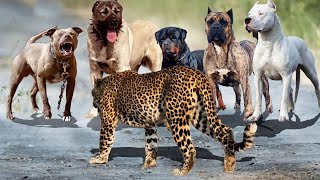 LEOPARDO vs PITBULL KANGAL DOGO ARGENTINO PRESA CANÁRIO E ROTTWEILER [upl. by Ardnuaek]