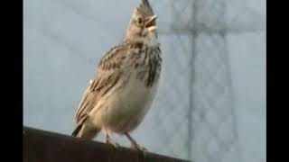 crested lark liar gacor quotplease subscribe yoquot [upl. by Hoffmann140]