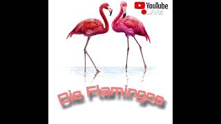 DIE FLAMINGOS ROBLOX WERBUNG [upl. by Lennox]