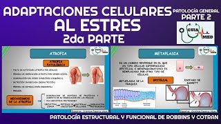 HIPERTROFIA HIPERPLASIA ATROFIA METAPLASIA  GuiaMed [upl. by Enytsirhc992]