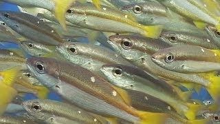 Schooling Fish  Reef Life of the Andaman  Part 15 [upl. by Ikkim]