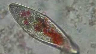 Paramecium eating pigmented yeast [upl. by Jacqui]