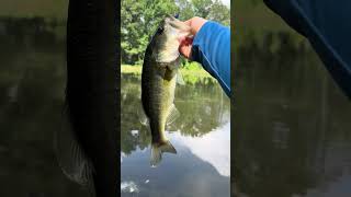 BASS FISHING PONDS many dinks 🤪 [upl. by Snodgrass]