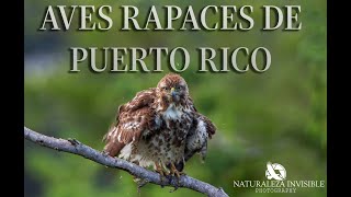 Rapaces de Puerto Rico [upl. by Llig]