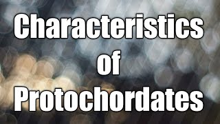 Characteristics of protochordates  protochordates [upl. by Darlene323]