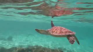 Snorkeling Providenciales Smith’s Reef and The Bight Reef [upl. by Treboh]