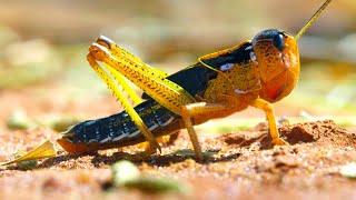 Locust Plague Devours 40000 Tonnes of Vegetation  Earths Tropical Islands  BBC Earth [upl. by Dynah]