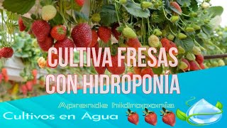 Razones para cultivar fresas con hidroponía 🍓 fresas hidroponia [upl. by Ruffin]