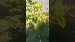 gardening christmastree msc bsc shortnotes botanyclasses nature Araucaria columnaris [upl. by Blanchard]