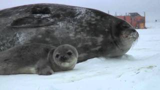 Video Snapshot of 1st Weddell Seal Pup Tagged [upl. by Ameehsat]