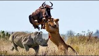 Big battle craziest of Rhino vs Wild Animal  Lion Leopard Elephant Hyenas vs Rhino [upl. by Abad]