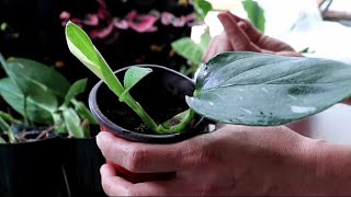 How did we successfully propagated MONSTERA STANDLEYANA ALBO VARIEGATA [upl. by Sidonie]