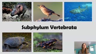 Introduction to the Subphylum Vertebrata  Dr Vandana V Bhavare Department of Zoology [upl. by Aniras4]