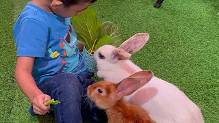 BERMAIN DAN KASIH MAKAN KELINCI DI PARIS VAN JAVA MALL BANDUNG [upl. by Natsirt]