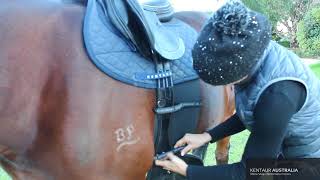 How to fit your Equine Body Bandage [upl. by Tranquada]