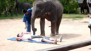 Elephant massages mans groin [upl. by Anivram]