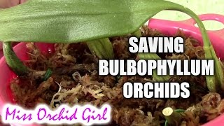 Saving Bulbophyllum orchids without roots [upl. by Evania]