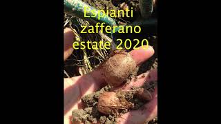 Estate 2020 Espianto bulbi di Zafferano del Montefeltro® [upl. by Gierc]