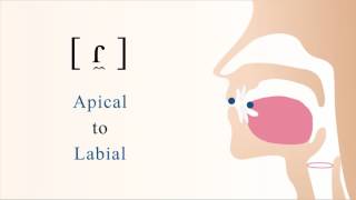 ɾ̼  voiced apical labial tap [upl. by Meijer]